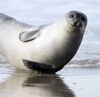 Seal