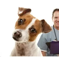 Veterinarians