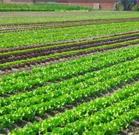 Agricultural Plantation