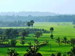 Palakkad Yellow Pages