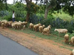 Srinivaspur Yellow Pages