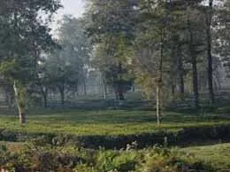 Banarhat Tea Garden Yellow Pages