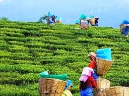 Dhemaji Yellow Pages