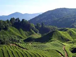 Kalpetta Yellow Pages